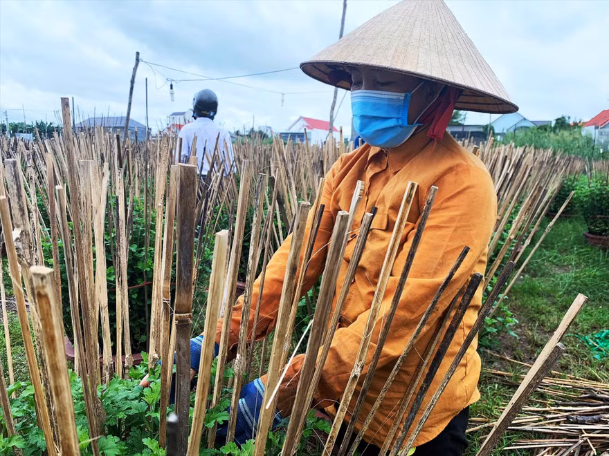 Hằng ngày chị Lương Thị Mỹ Vệ phải đi kiểm tra, gỡ lá hư cho từng chậu hoa cúc 