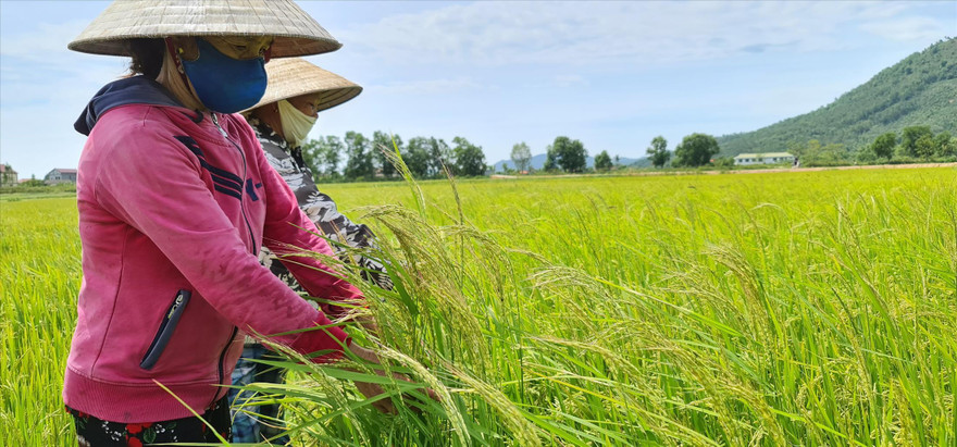Lúa “ma” mọc đầy đồng, nguy cơ mất mùa khiến hàng vạn nông dân lo lắng 