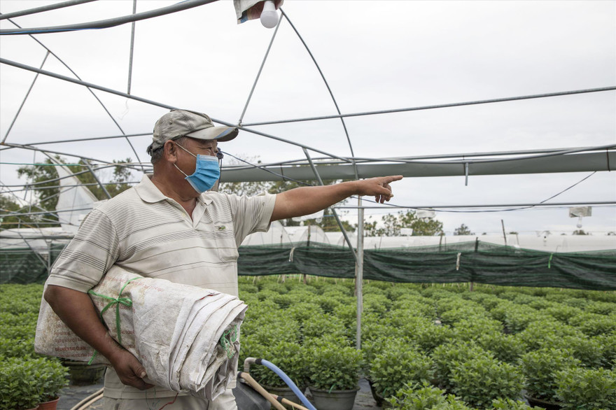 Ông Lê Phước Dạng vừa chăm hoa, vừa ngay ngáy lo đầu ra Ảnh: Thái Lâm 