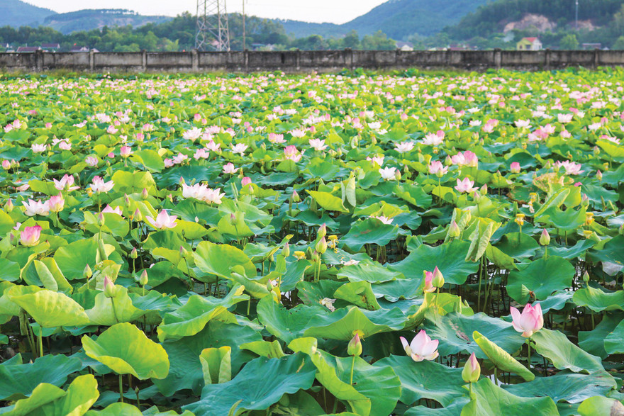 Cánh đồng sen ngát hương ở Kim Liên, Nam Đàn, Nghệ An 