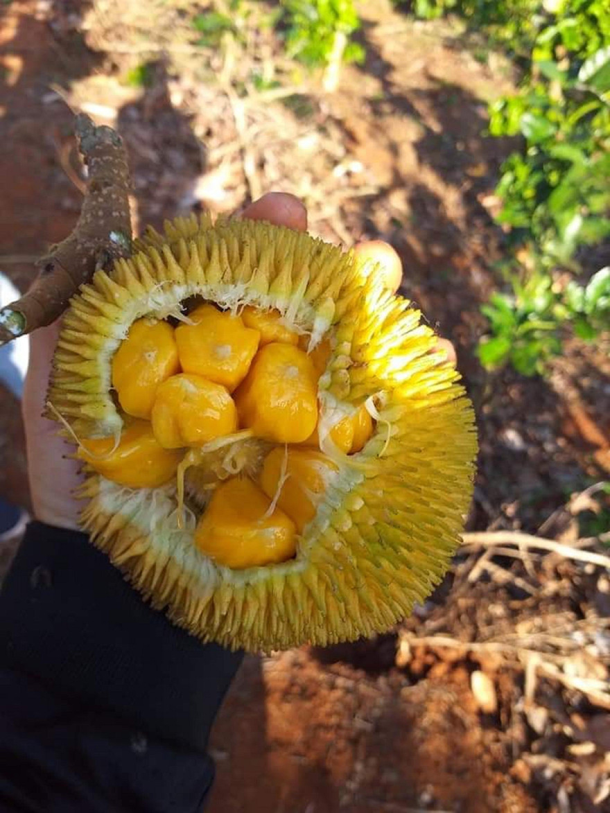 Mít rừng được nhiều người săn lùng 