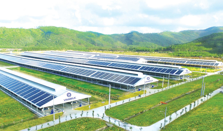 Trang trại Vinamilk Green Farm tại Quảng Ngãi có quy mô đàn bò sữa 4.000 con 