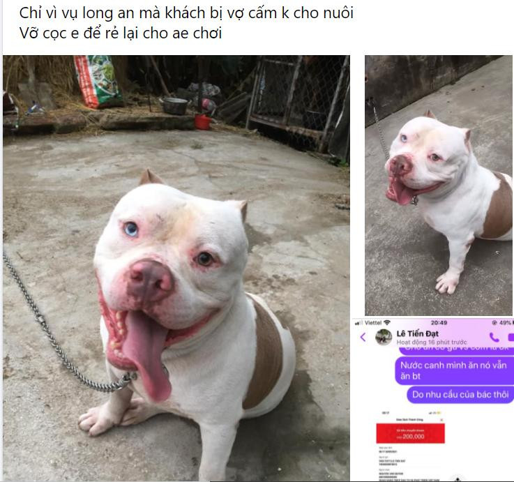 Khi người tiếp tay cho chó… 