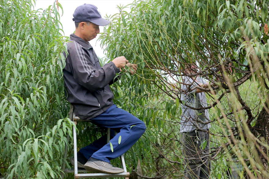 Tuốt lá chuẩn bị vụ hoa đào Tết ở Nhật Tân Ảnh: Nguyễn Trọng Tài 