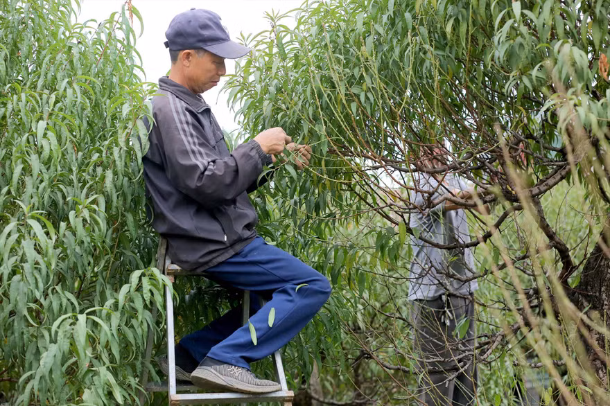 Tuốt lá chuẩn bị vụ hoa đào Tết ở Nhật Tân Ảnh: Nguyễn Trọng Tài 