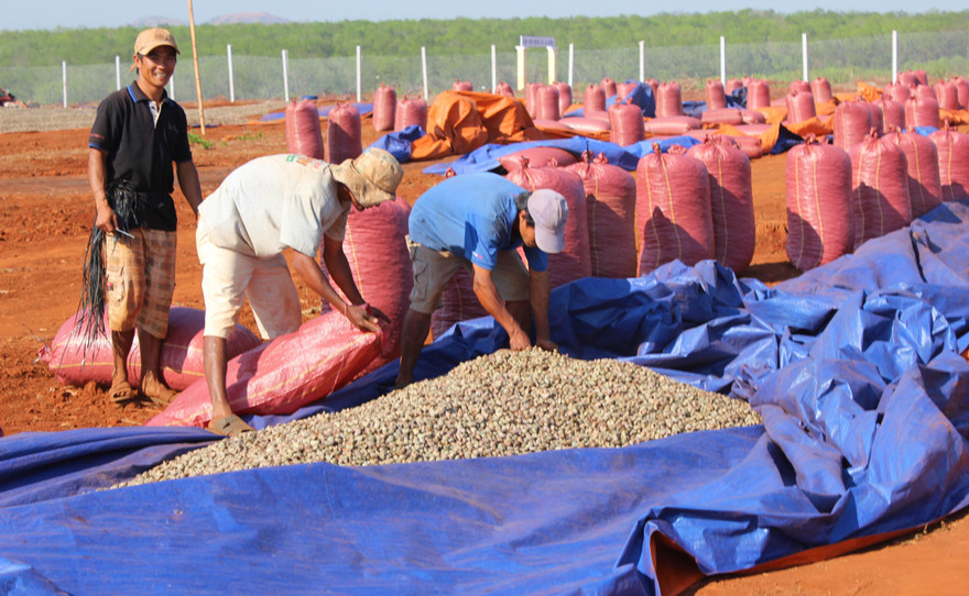  Thu hoạch điều ở Tây Nguyên 