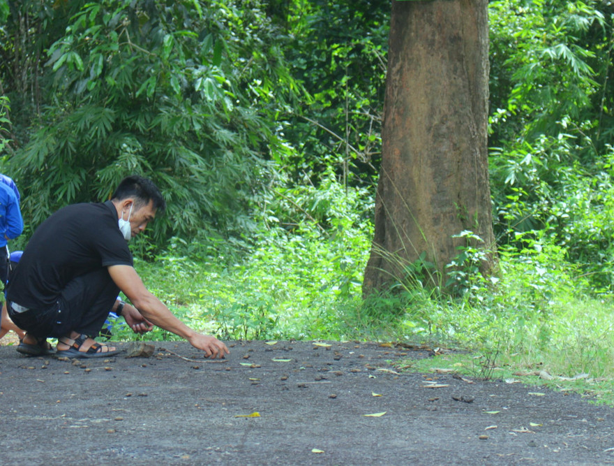Mùa kơ nia rụng quả, người dân Tây Nguyên đi nhặt quả về chế biến 