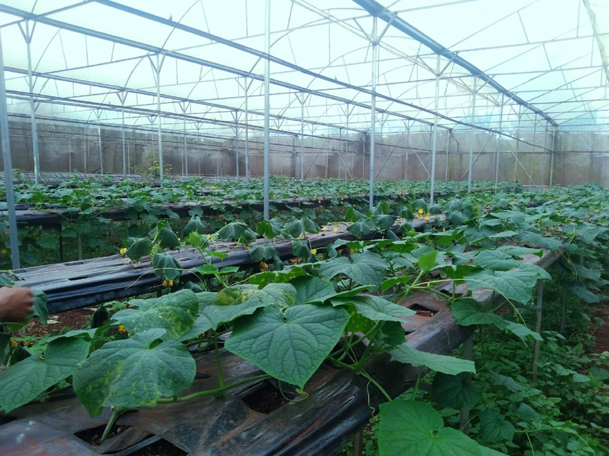 Vườn dưa nước ở xã Phú Lộc