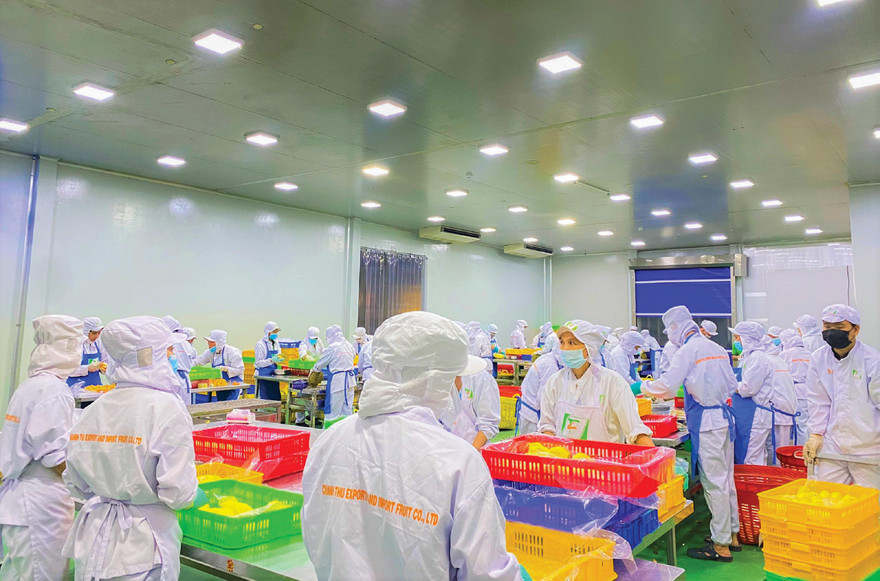 Công nhân chế biến sầu riêng cấp đông 