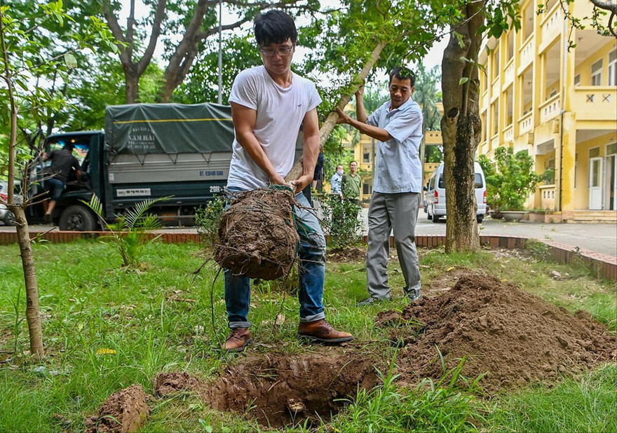 Theo các chuyên gia, việc trồng cây xanh cần phải tính đến việc duy trì và phát triển sau khi trồng