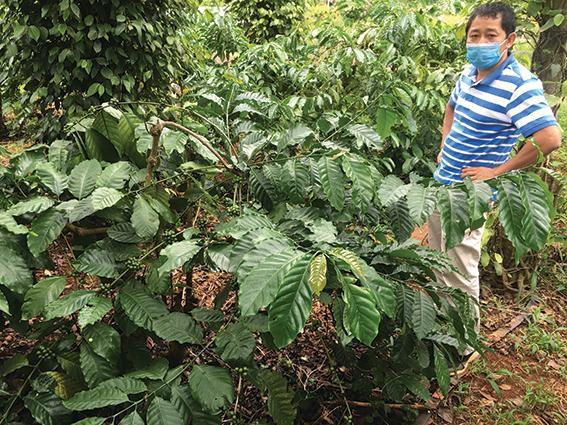 Anh Tư bên vườn cà phê đặc sản 