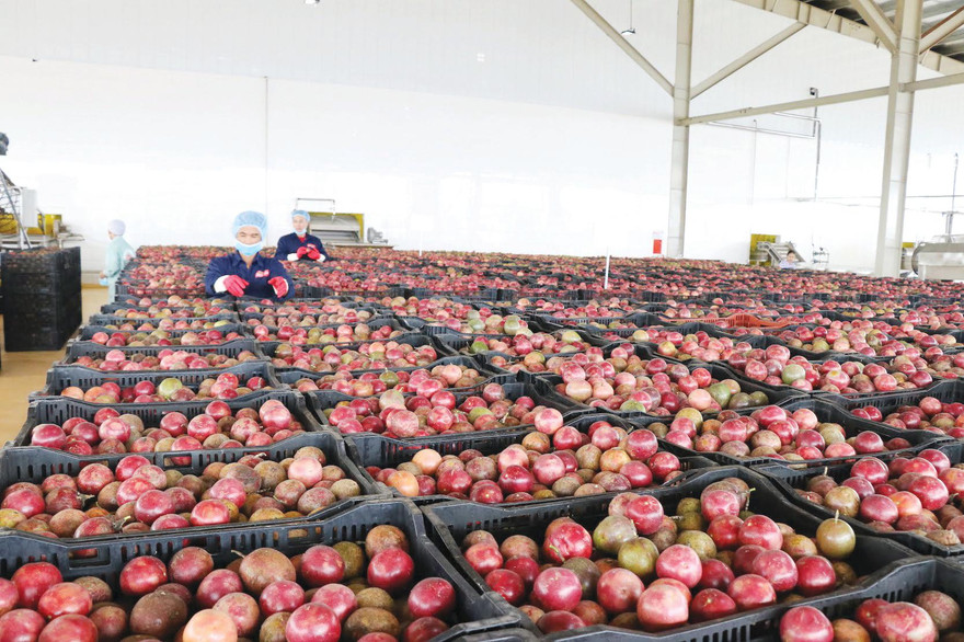 Chanh leo là một trong những mặt hàng chiến lược của DOVECO, sản phẩm đã xuất khẩu đi hàng chục quốc gia trên thế giới