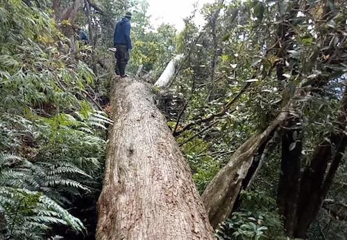 Hiện trường một trong số nhiều cây pơ mu trong vụ án. 