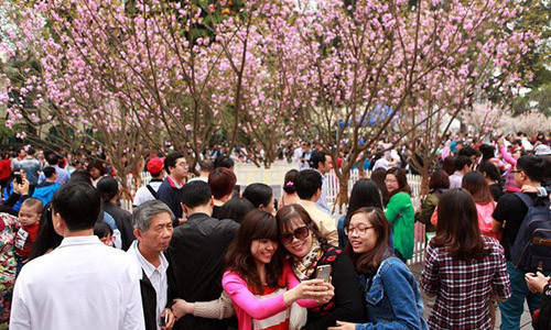 Hơn 2 vạn người thưởng lãm hoa anh đào Nhật Bản