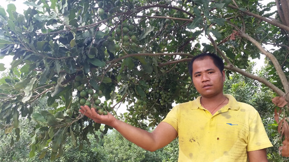 Trung Quốc đang phát triển nóng cây mắc ca và các chuyên gia cũng cảnh báo từng có cảnh “người chặt trước mặt người trồng”. Ảnh: Phạm Anh