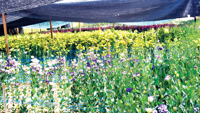 Hoa cát tường nở sum suê vào 3 tuần trước Tết.