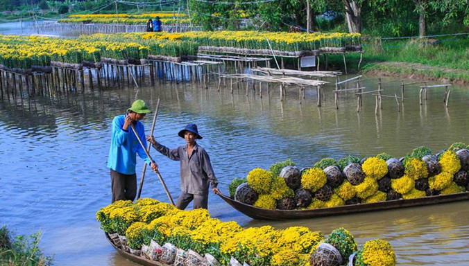 Hoa cúc trồng trên giàn giữa ruộng. Ảnh: Ngọc Duyên