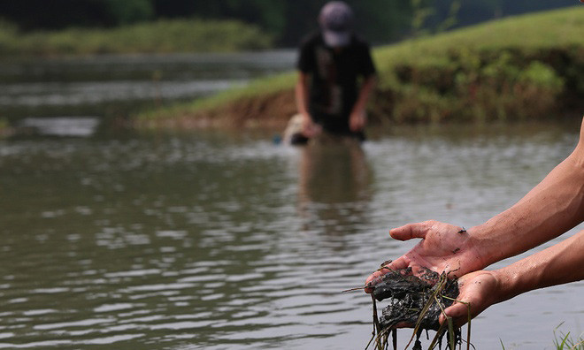 Ngoài vấn đề cá chết thì nguồn nước bị ô nhiễm còn ảnh hưởng đến sản xuất nông nghiệp trong lĩnh vực chăn nuôi, trồng trọt và nhất là đời sống, sinh hoạt của người dân ven sông Bưởi. Ảnh: Vnexpress