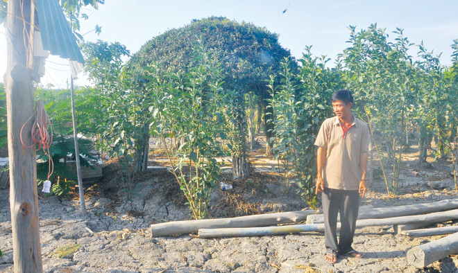 Ông Nguyễn Văn Bỉ trên khu đất vườn nơi ông cất chòi nuôi vịt. Ảnh: Việt văn