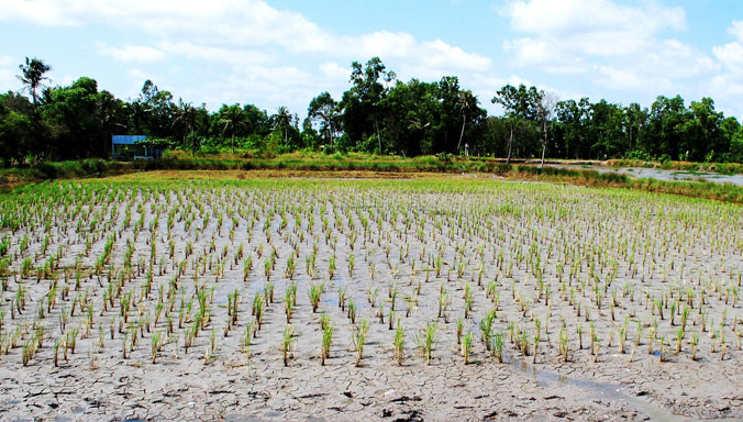 Ruộng lúa khô cạn, lúa chết cháy. Ảnh: N.T.H