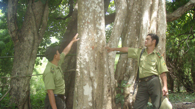 Nơi dự kiến xây dựng Nhà máy thủy điện Đrăng Phốk là rừng có hệ sinh thái đa dạng và nhiều loại gỗ quý.