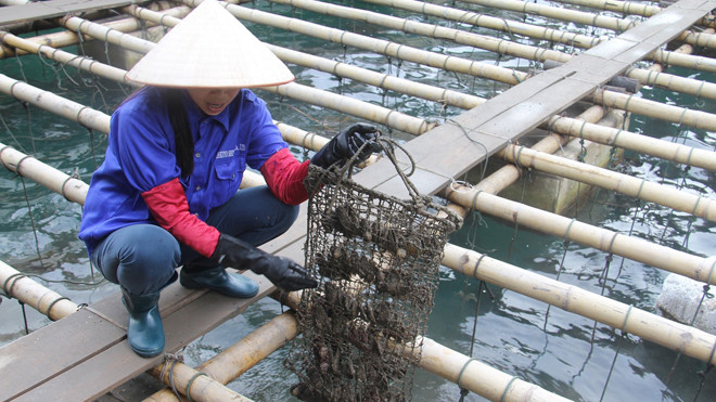 Chị Nguyễn Thị Thanh giải thích công đoạn chăm sóc đặc biệt trước khi cấy ngọc.