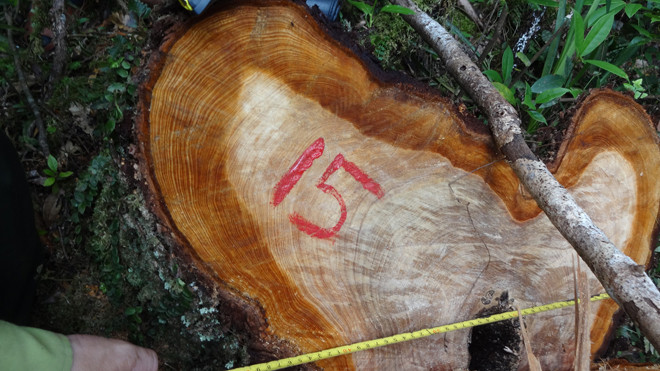 Hàng chục gốc Pơ mu quý hiếm bị đốn hạ.