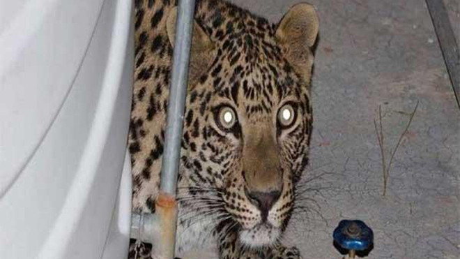 Hoảng hồn thấy con báo trong phòng ngủ