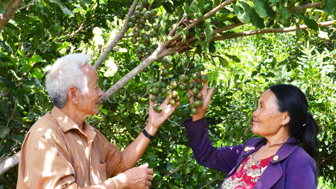 Vợ chồng ông Đại với 1 cây mắc ca đang chín.