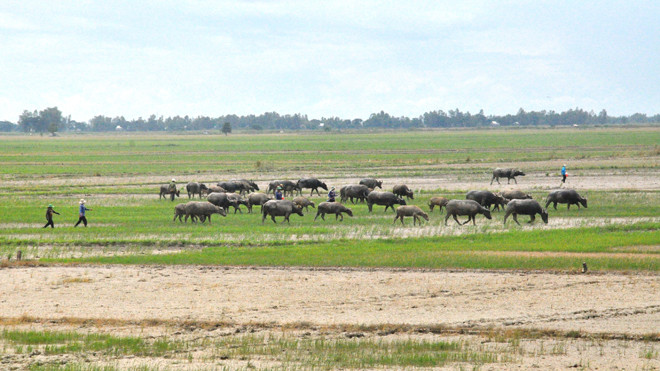 Cánh đồng ruộng đã thu hoạch lúa vụ 2 xong nhưng đến giờ khô cằn. Ảnh: Việt Văn