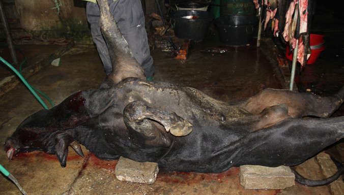 Điêu đứng Nậm Cắn