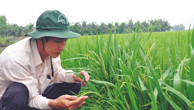 Ông Thấm trên đồng lúa 260 ha. Ảnh: Hòa Hội