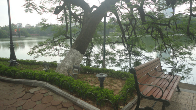 Cây nghiêng bật gạch cạnh hồ Gươm