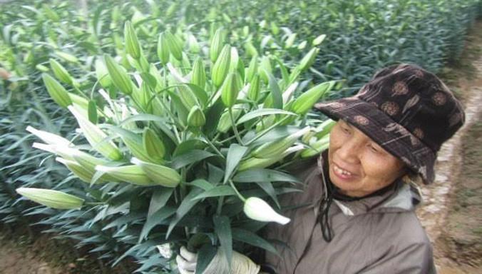 Hoa ly nở sớm, giá tăng cao.