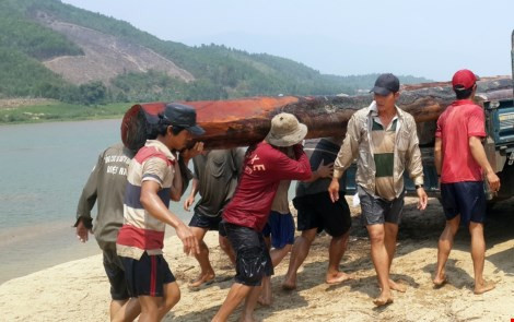 Gỗ lậu được lực lượng chức năng vớt dưới sông Vu Gia lên bờ. Ảnh: Pháp luật TP.HCM