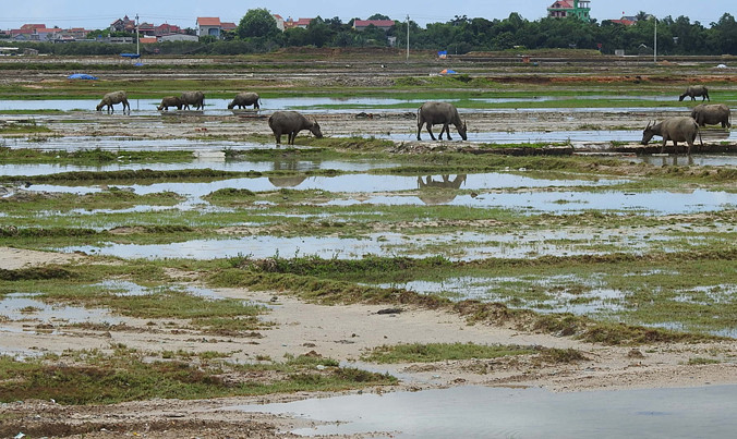 Đồng muối Phúc Lộc giờ thành bãi chăn thả trâu bò.