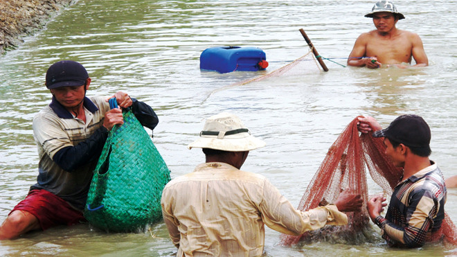 Hàng triệu người nông dân nuôi trồng thủy sản trên cả nước thấp thỏm lo âu, liệu sản phẩm chăn nuôi họ đang dùng có an toàn? Ảnh: Tiến Hưng