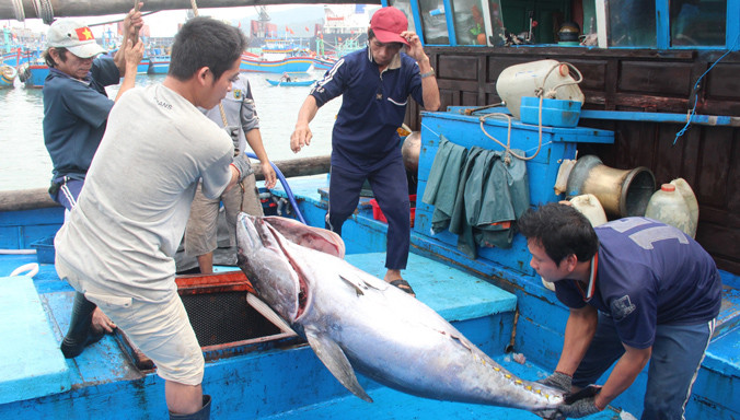 Giá cá ngừ đại dương thấp hơn so với trước tết khiến nhiều ngư dân hụt hẫng sau chuyến mở biển đầu năm. Ảnh: H. Văn