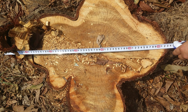 Khu vực rừng lim đặc dụng tại Rú Chùa (thuộc xóm 3, xã Lăng Thành, huyện Yên Thành, Nghệ An) bị chặt, đốt phá xơ xác.