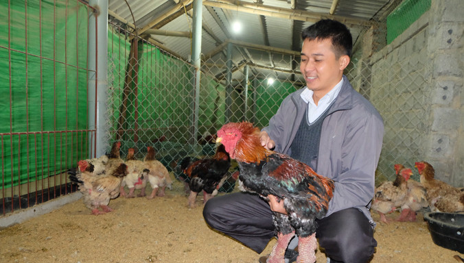 Ông Lê Quang Thắng bên gà Đông Tảo thuần chủng.