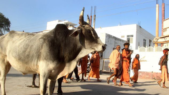 Ấn Độ muốn thành lập bộ Bò