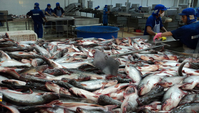 Cá tra vào dây chuyền chế biến Ảnh: Sáu Nghệ