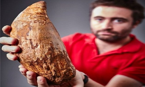 Nhà cổ sinh vật học Erich Fitgerald nhận xét việc phát hiện chiếc răng có ý nghĩa quan trọng. Ảnh: AFP. 