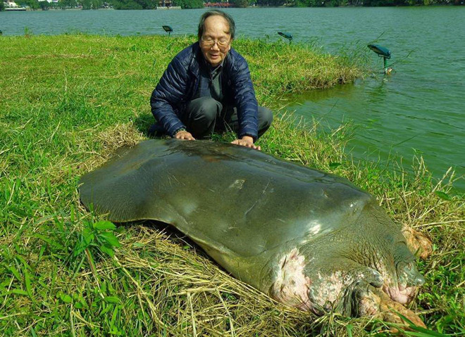 Cụ rùa trong một lần lên cạn, bên cạnh là PGS-TS Hà Đình Đức.