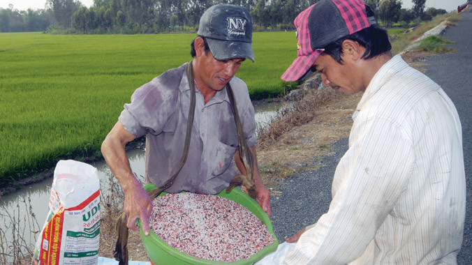 Nông dân đang gánh hậu quả do nạn phân bón giả, kém chất lượng tràn lan, trong đó có sự tắc trách của cơ quan quản lý. Ảnh: Quang Phương