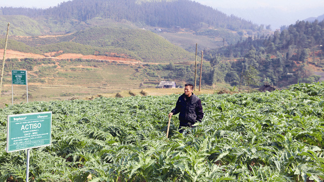 Bên ruộng atisô của mình, Thào A Cáng khoe: “Vụ atisô trước, tôi đã mua được xe máy”. Ảnh: Nguyễn Bình