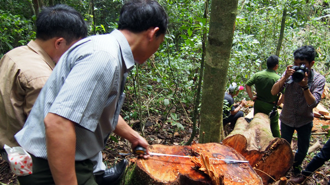 Cơ quan chức năng xác định trữ lượng cây cổ thụ vừa bị cưa hạ