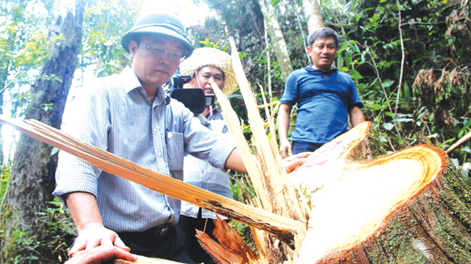 Ông Lê Trí Thanh bàng hoàng trước hiện trường Pơmu bị lâm tặc đốn hạ.