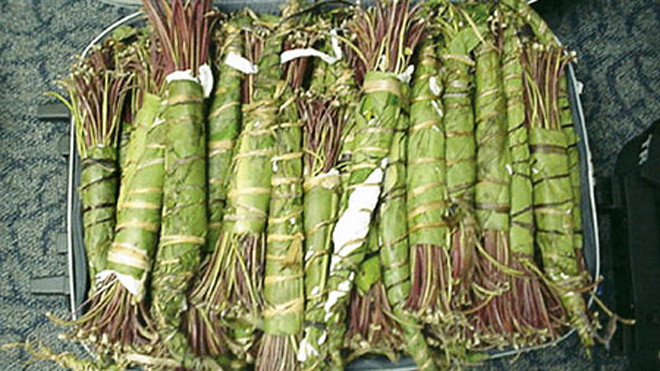 Lá khat được cuốn trong lá chuối giấu vào va ly để nhập lậu vào Mỹ. Ảnh: Dea