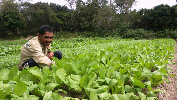 Sau mấy chục năm trồng rau, nông dân làng rau Hưng Mỹ mới được vụ rau bội thu nhờ giá kỷ lục.